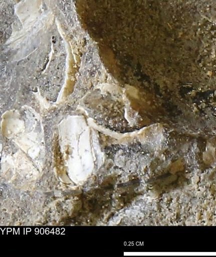 undet. Mollusca