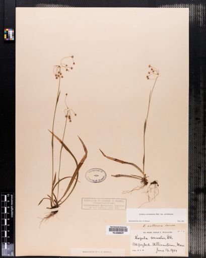 Luzula acuminata
