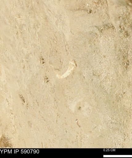 undet. Bivalvia