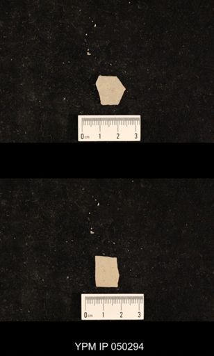 undet. Hexapoda