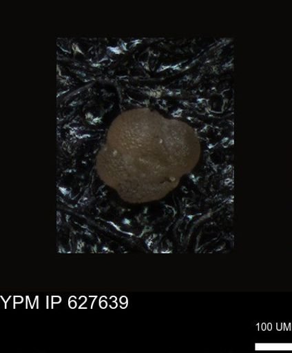 undet. Foraminiferida