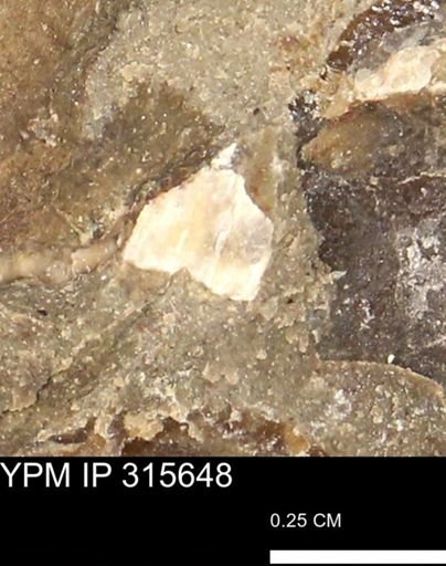 Baculites eliasi