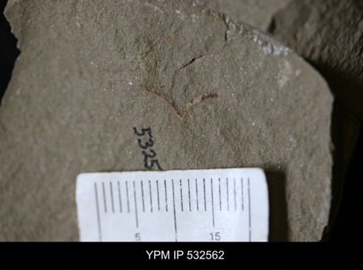 undet. Graptolithina