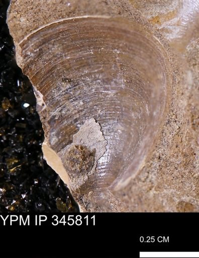 Limopsis striatopunctatus