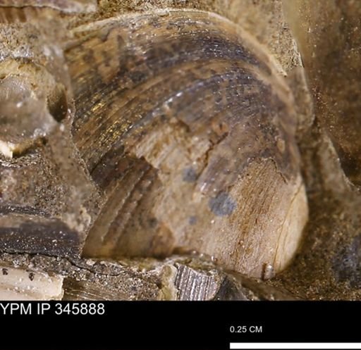 Limopsis striatopunctatus