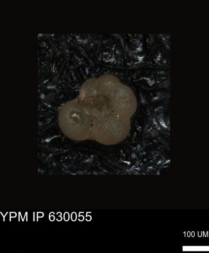 undet. Foraminiferida