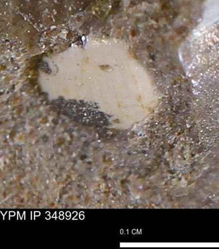 undet. Mollusca