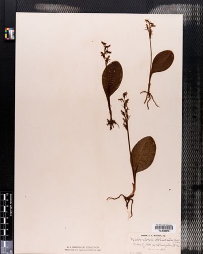 Habenaria