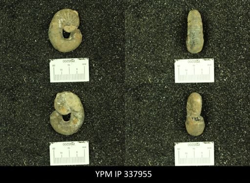 Scaphites whitfieldi