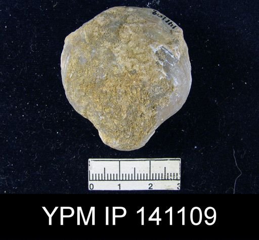 Martiniopsis sp.
