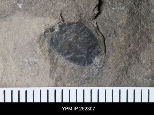 Erieopterus sp.