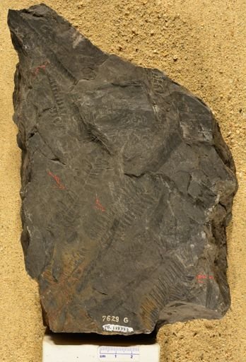 Pecopteris sp.