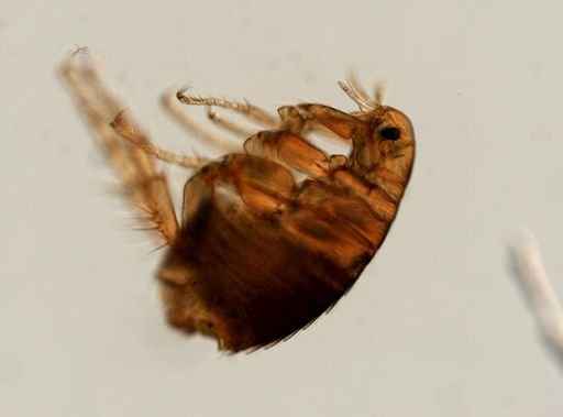 Pulex irritans