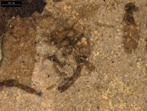 taxon undetermined