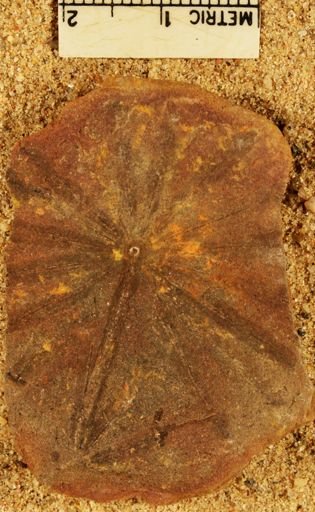 Annularia radiata