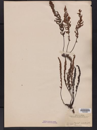 Cheilanthes