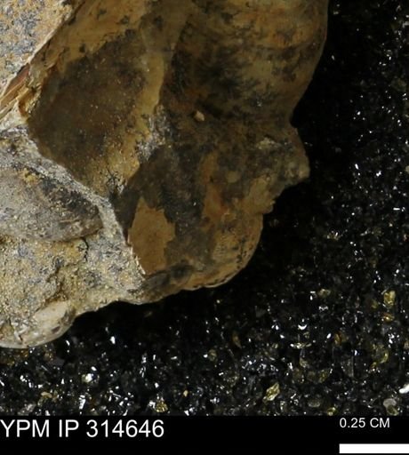 undet. Bivalvia