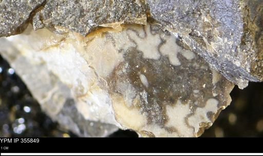 undet. Scaphitidae