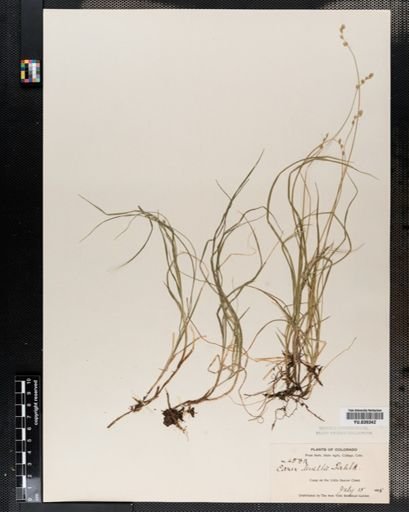 Carex disperma