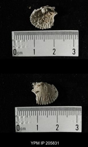Neospirifer sp.