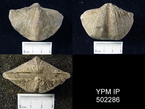Spirifer cameratus