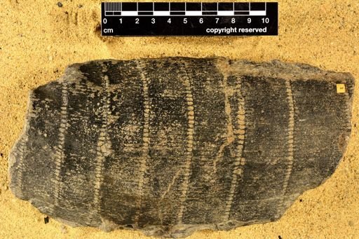 Calamites aequalis