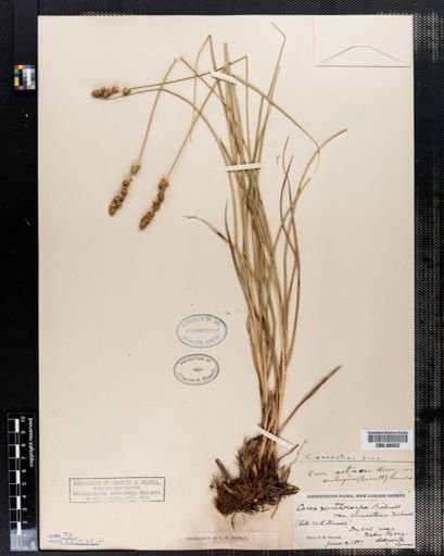 Carex setacea