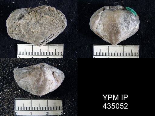 Athyris semiconcava