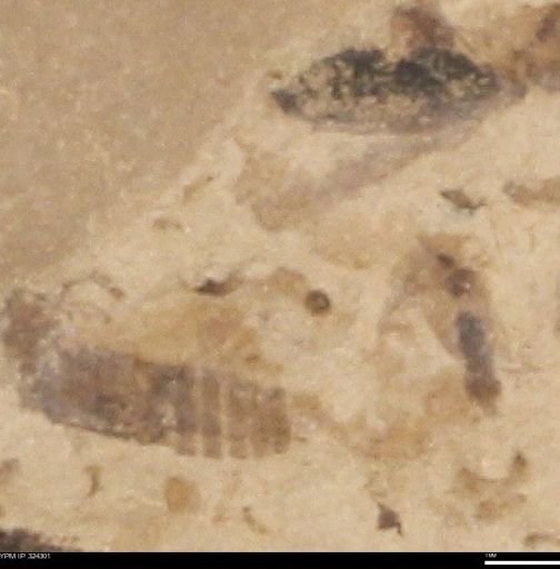 undet. Hymenoptera
