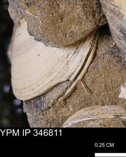Limopsis striatopunctatus