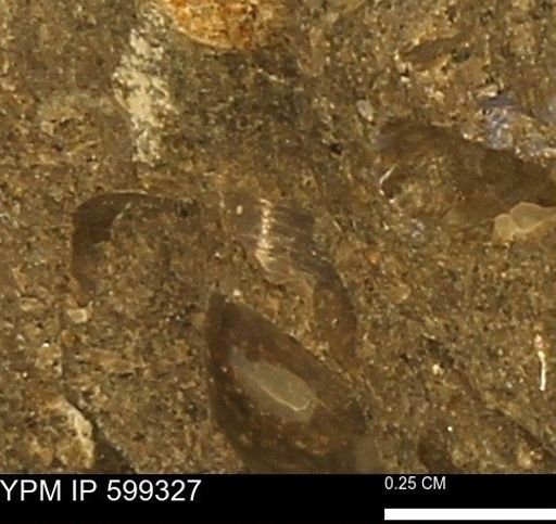 Protocardia subquadrata