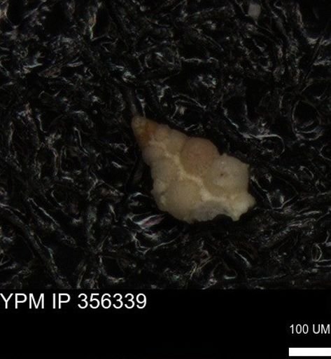 undet. Heterohelicidae