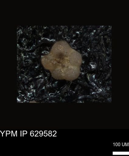 undet. Foraminiferida