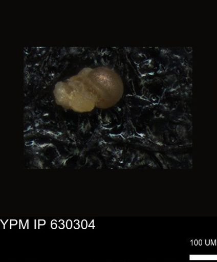 undet. Foraminiferida
