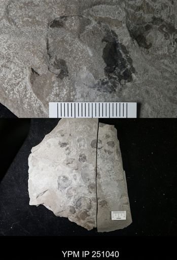 undet. Cephalopoda