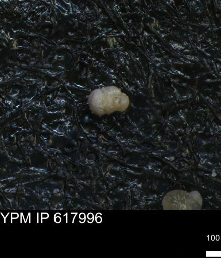 undet. Foraminiferida