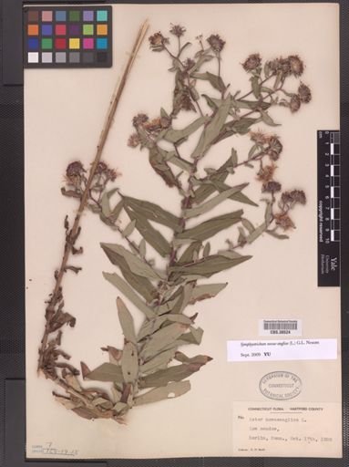 Symphyotrichum novae-angliae