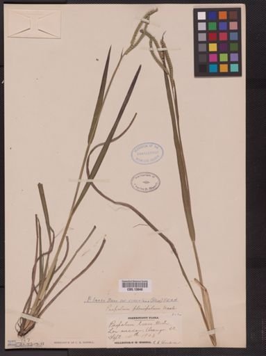 Paspalum laeve