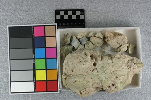 Eporeodon bullatus