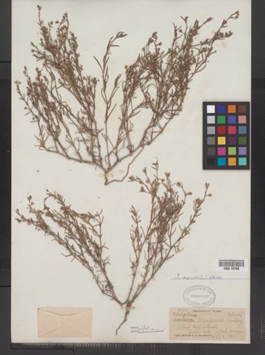 Spergularia marina
