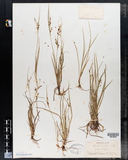 Carex aurea