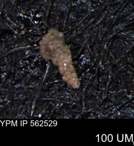 Verneuilina canadensis