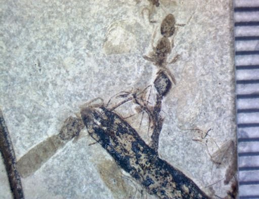 undet. Formicidae