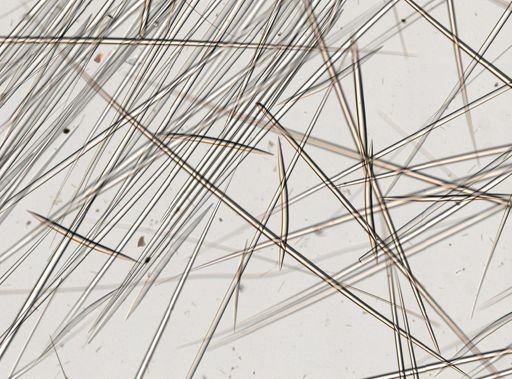 Tetillidae