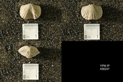 Platystrophia biforata