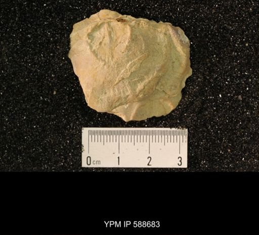 Strophomena neglecta