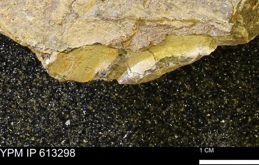 Scaphites sp.