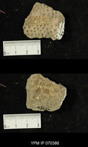 Heliolites spongiosus