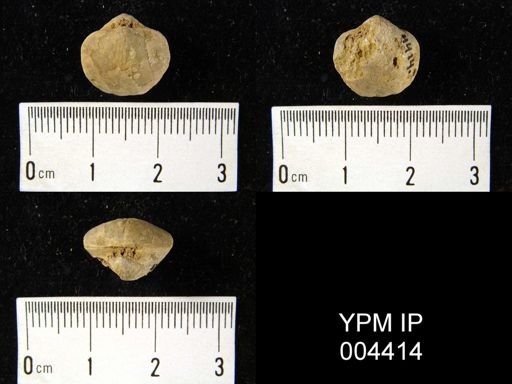 Stringocephalus sp.