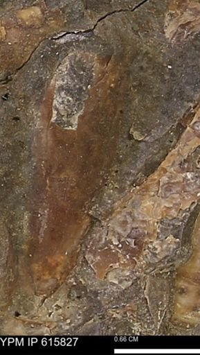Baculites?